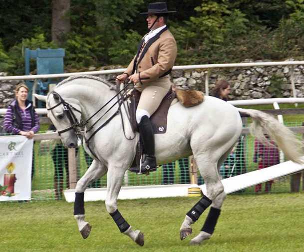 Mastering Dressage: A Comprehensive Guide to Training Your Horse