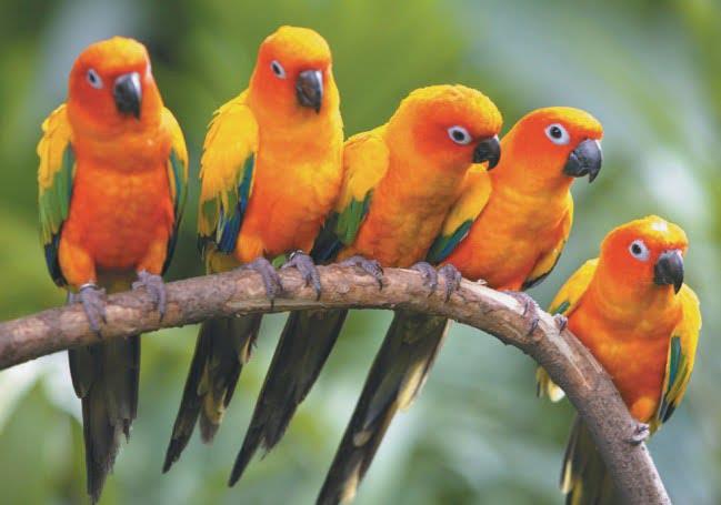 Bird breeds