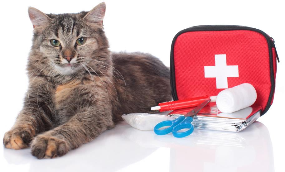 Essential Cat First Aid: A Guide for Every Cat Owner