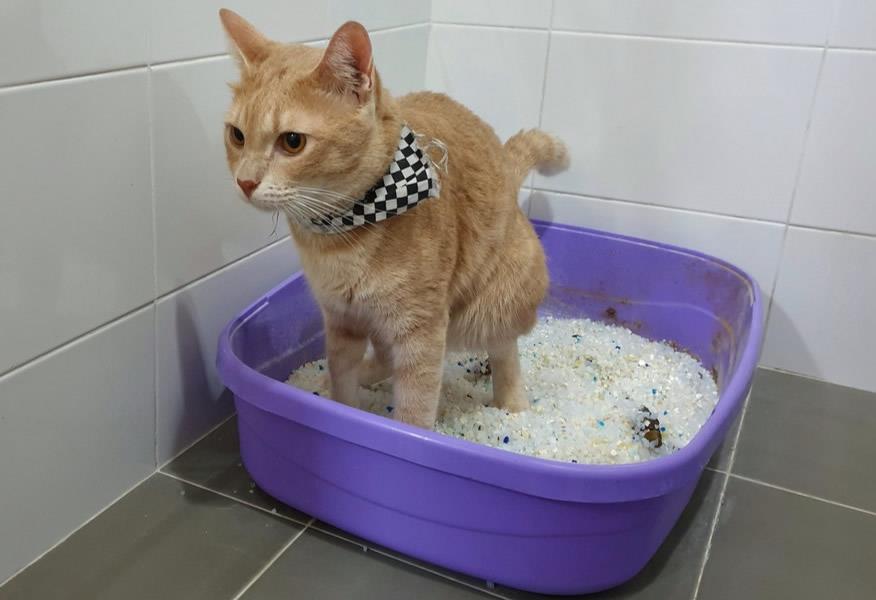 Effective Treatments for Cat Diarrhoea: A Comprehensive Guide