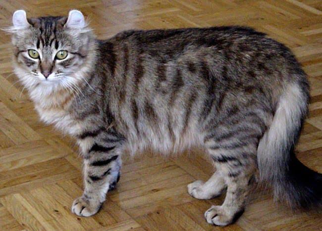 American Curl
