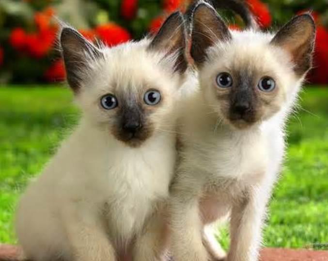 Siamese Cat