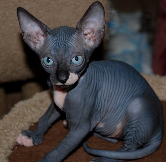 Sphynx Cat