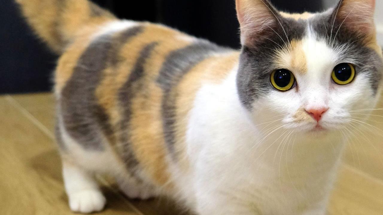 Munchkin Cat