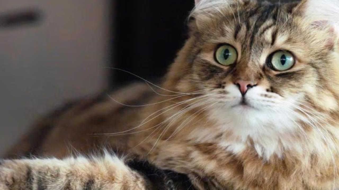 The Ultimate Guide to the Siberian Cat: Characteristics, Care, and History