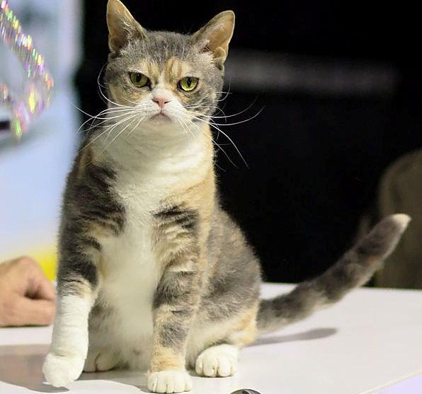 American Wirehair Cat