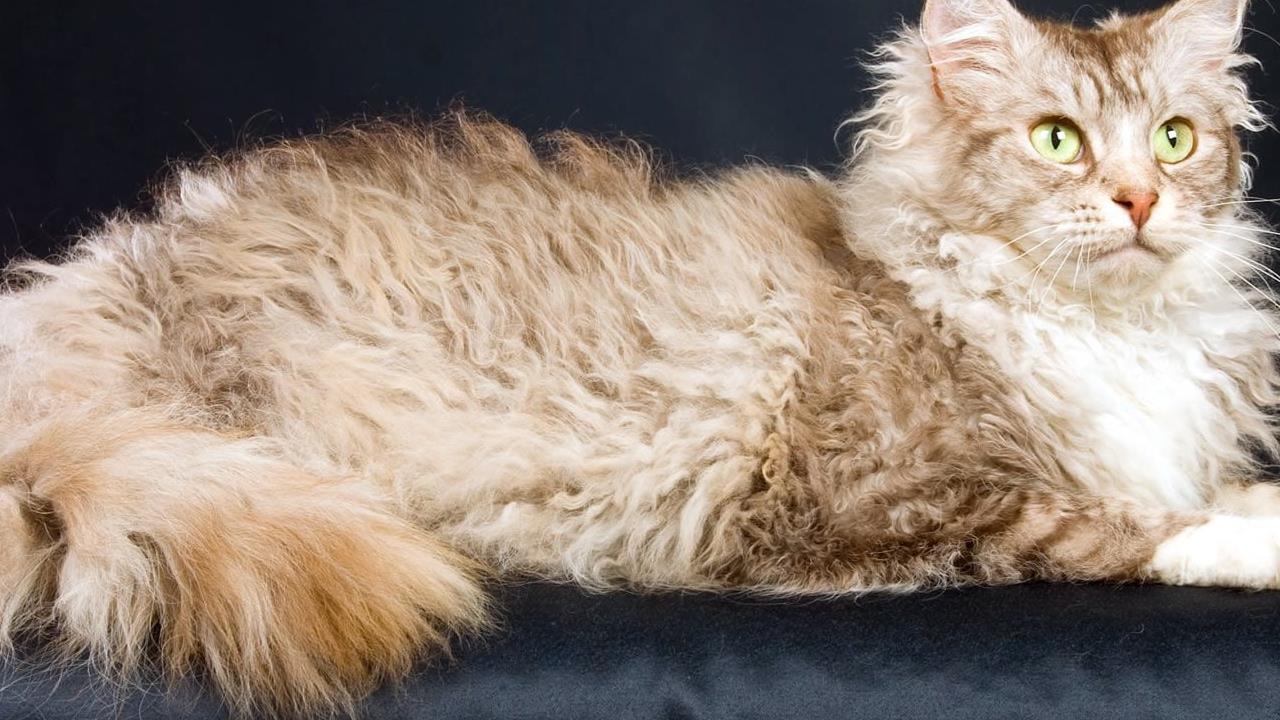 LaPerm Cat