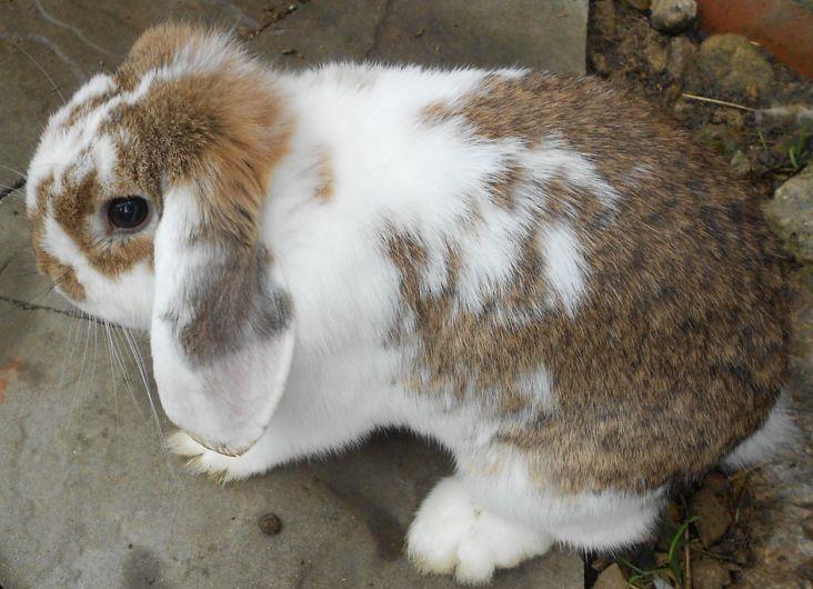 Rabbit Breeds