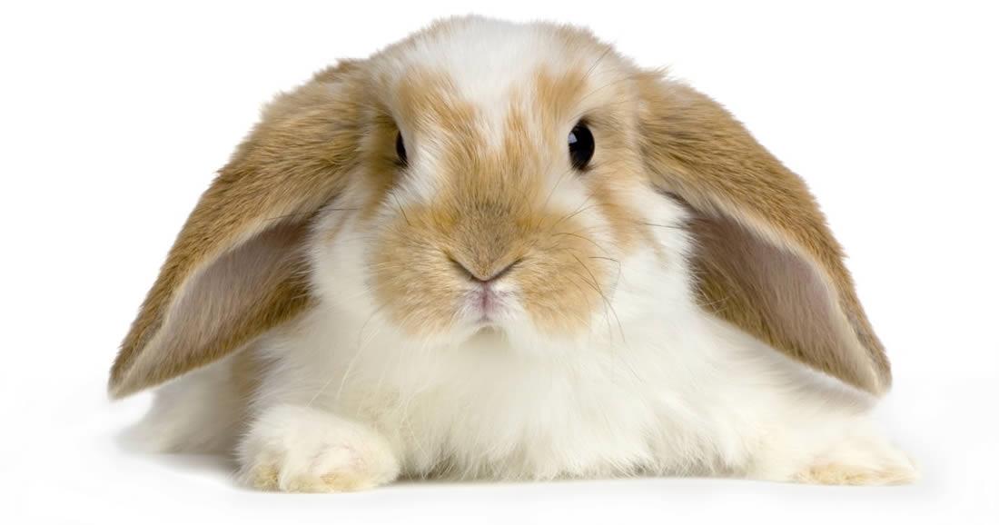 Rabbits as Pets