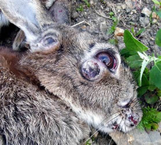 The Ultimate Guide to Keeping Rabbits as Pets in Australia
