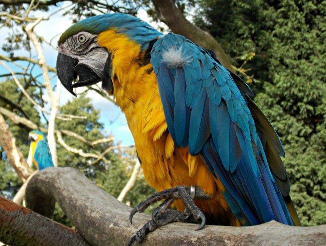 Blue and Gold Macaw