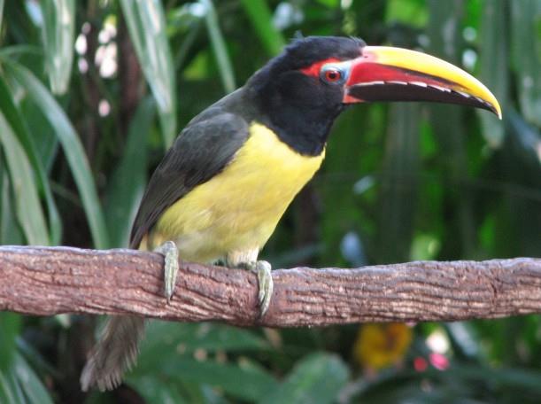 Green Aracari as a pet