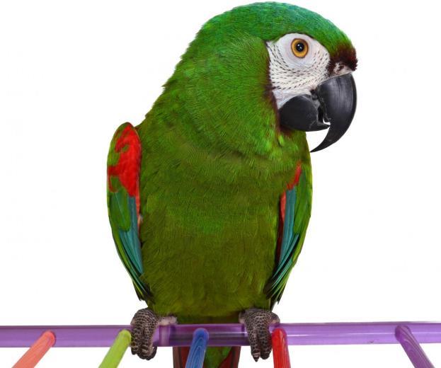 Severe Macaw