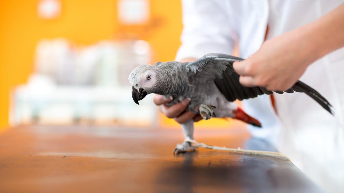 Treating Mites in Birds