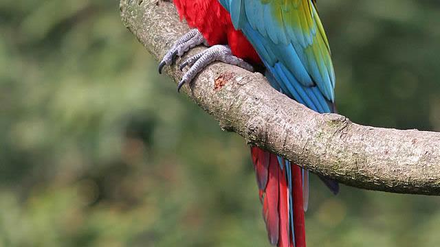 Green Wing Macaw - red and green macaw as Pets