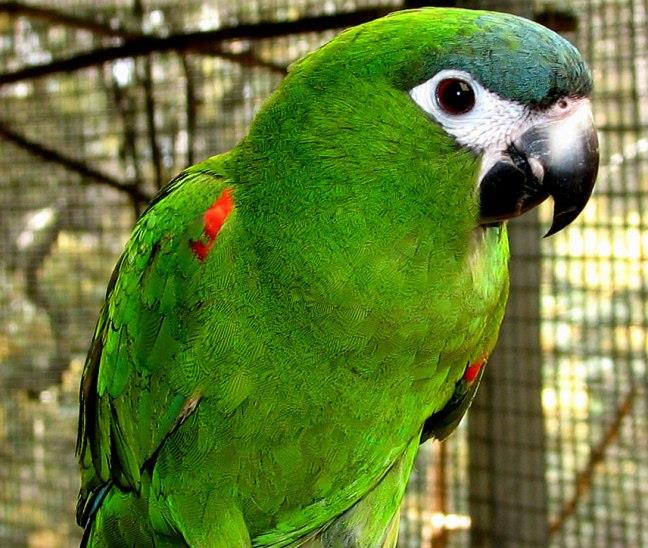 Hahn Macaw