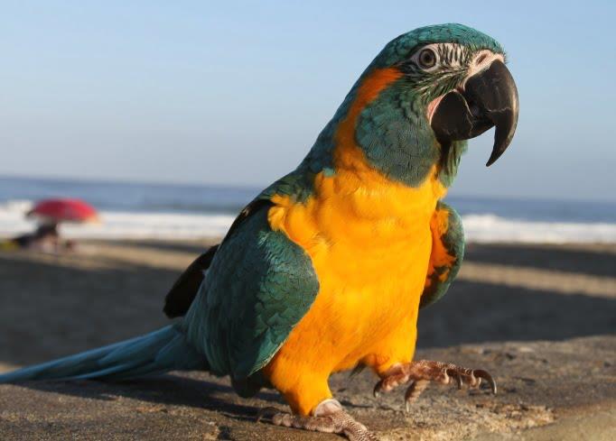 Blue-throated Macaw
