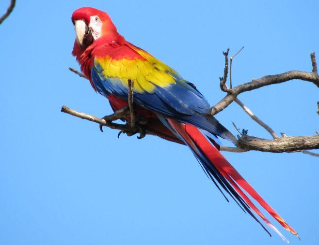 Scarlet Macaw