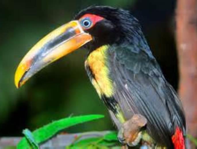 Pale Mandibled Aracari as Pets