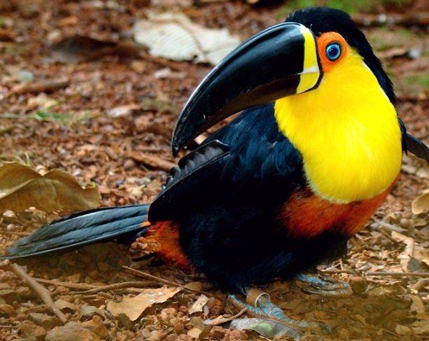 Ariel Toucan