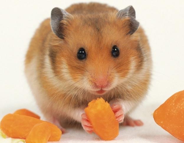 Hamsters in Australia