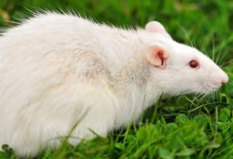 White Rats