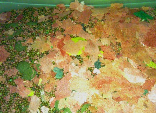 Choosing the Right Fish Food for Your Aquarium Fish: A Comprehensive Guide