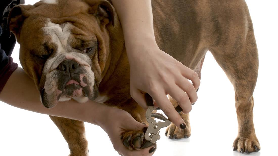 Essential Dog Safety Tips Every Australian Pet Owner Should Know
