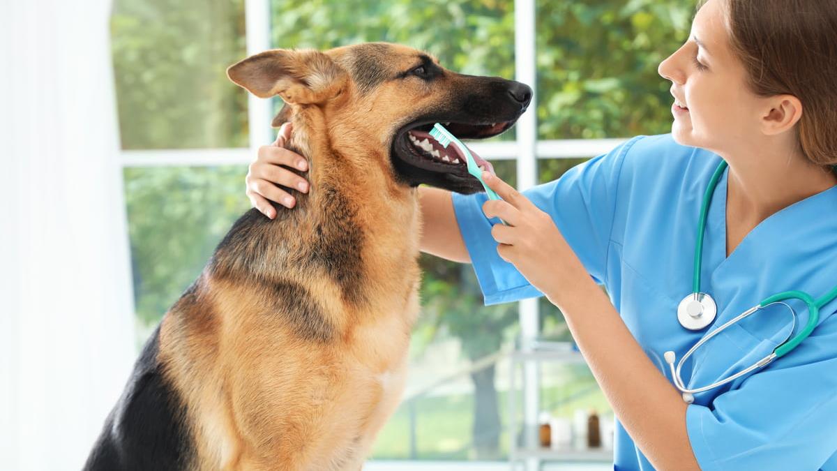 Essential Guide to Pet Dental Care: Tips for Keeping Your Pet's Teeth Healthy
