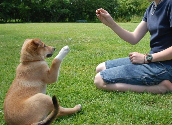 Top Dog Training Tips for Australian Pet Owners