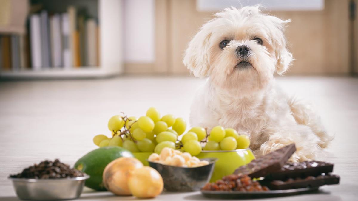 Food That is Dangerous for Animals