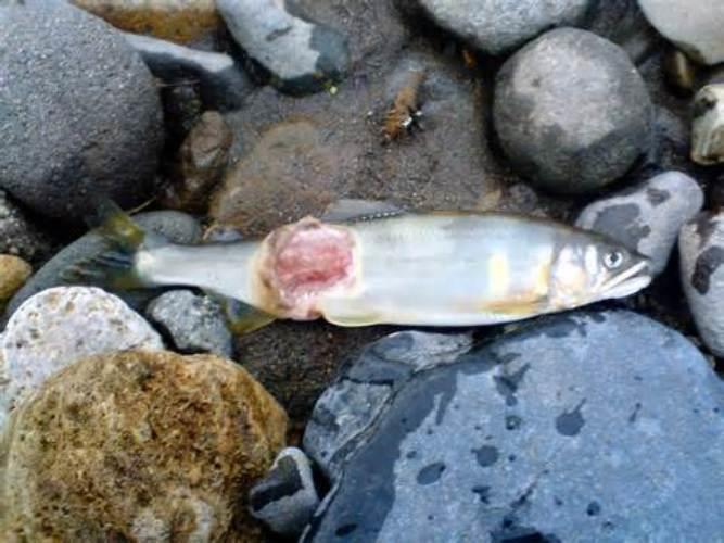 Understanding Bacterial Fish Diseases: A Comprehensive Guide for Aquatic Enthusiasts
