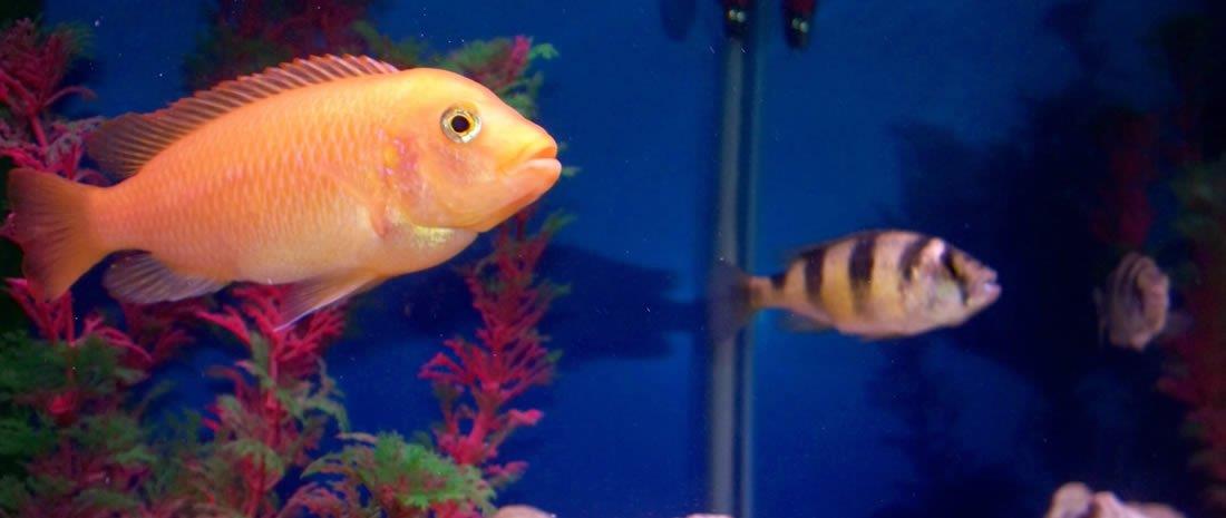 How to Identify and Treat Sick Fish in Your Aquarium