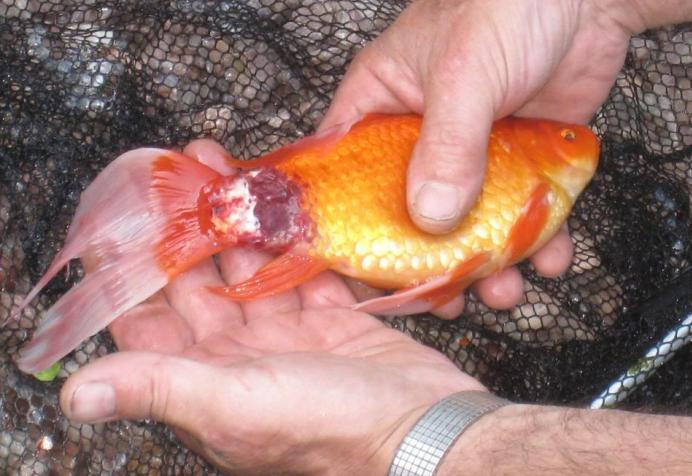 Parasitic Fish Diseases