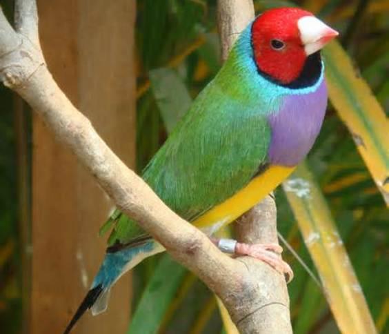 Lady Gouldian Finch as Pets