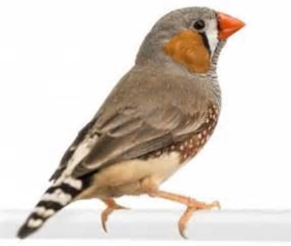 Zebra Finch