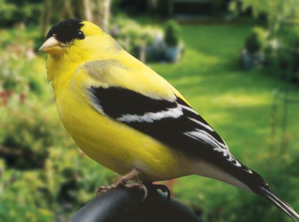 American Goldfinch