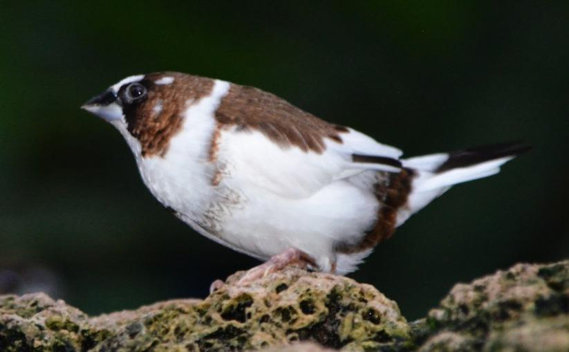 Society Finch (Bengalese Finch)