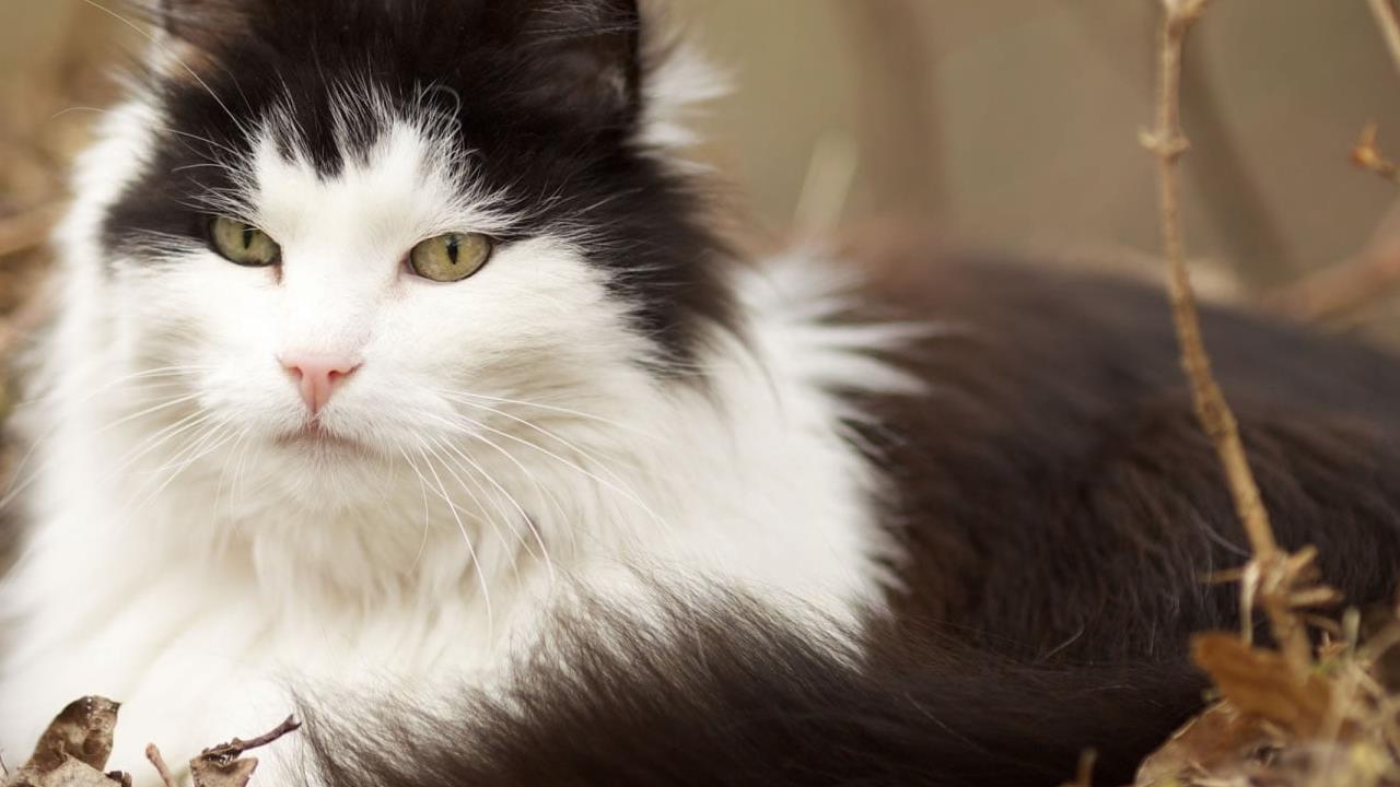 Norwegian Forest Cat