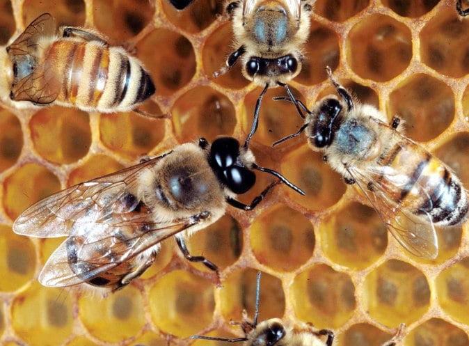 Bees