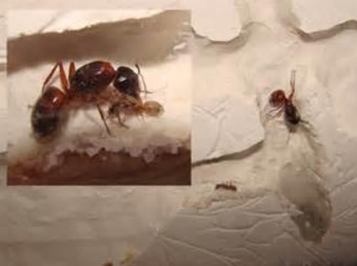 Pet Ants