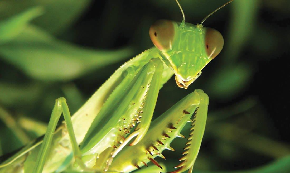 Insects as Pets: A Comprehensive Guide for Enthusiasts