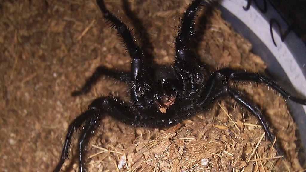 Ultimate Guide to Australian Spider Species: Identification and Facts