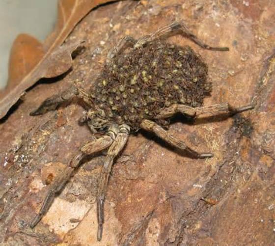 Pet Wolf Spider