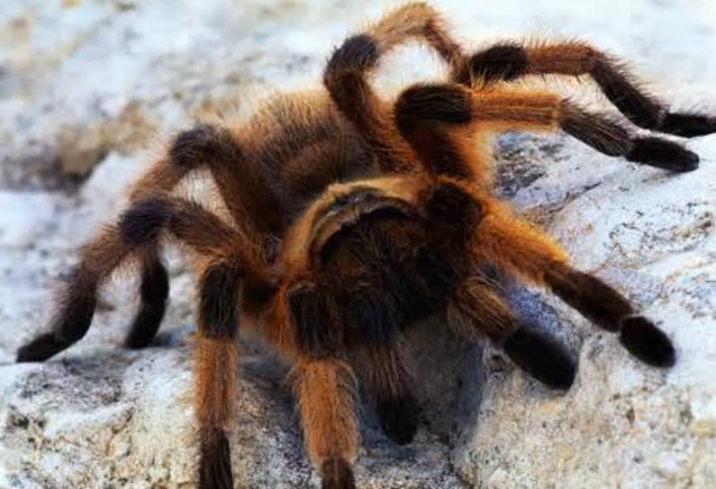 Small Pet Spiders: A Guide to Choosing and Caring for Your Eight-Legged Friend