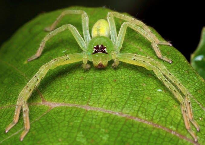 Green Pet Spiders