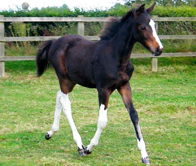 The Irish Sport Horse: A Comprehensive Guide to This Versatile Breed