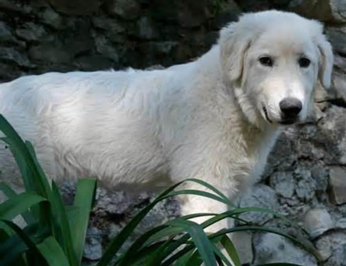 Maremma Sheepdog