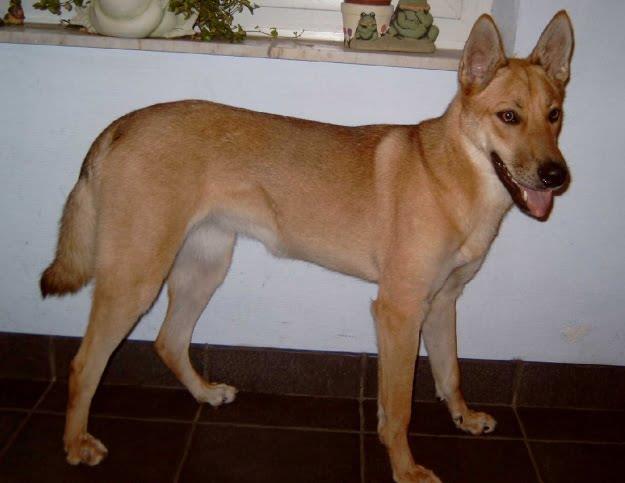 Carolina Dog