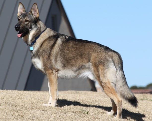 Shiloh Shepherd